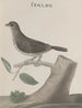 Natural History of Saint-Domingue Pl030 - René de Rabi — artwork view