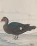 Histoire naturelle de Saint-Domingue Pl031 - René de Rabi — artwork view