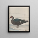 Histoire naturelle de Saint-Domingue Pl031 - René de Rabi — framed artwork on a wall