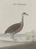 Natural History of Saint-Domingue Pl032 - René de Rabi — artwork view