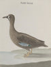 Histoire naturelle de Saint-Domingue Pl033 - René de Rabi — artwork view