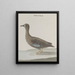 Histoire naturelle de Saint-Domingue Pl033 - René de Rabi — framed artwork on a wall