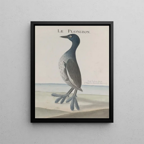 Natural History of Saint-Domingue Pl035 - René de Rabi — framed artwork on a wall