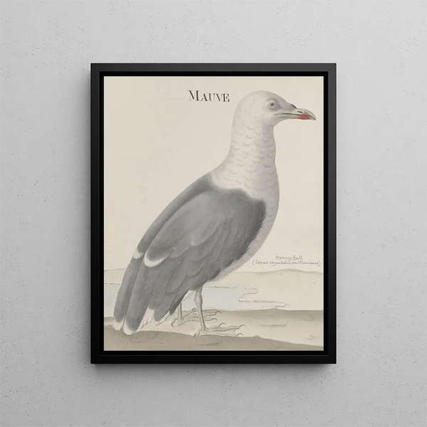 Natural History of Saint-Domingue Pl037 - René de Rabi — framed artwork on a wall