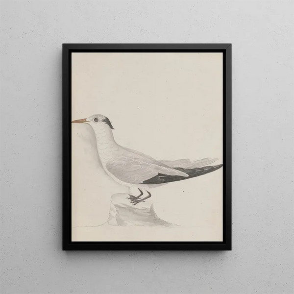 Natural History of Saint-Domingue Pl038 - René de Rabi — framed artwork on a wall