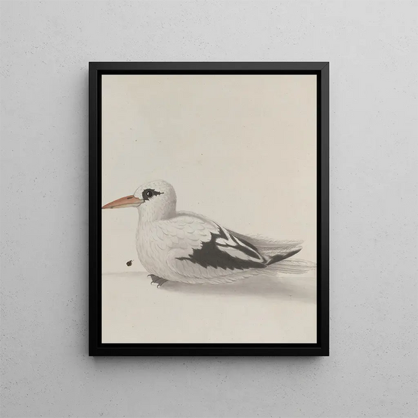 Natural History of Saint-Domingue Pl039 - René de Rabi — framed artwork on a wall