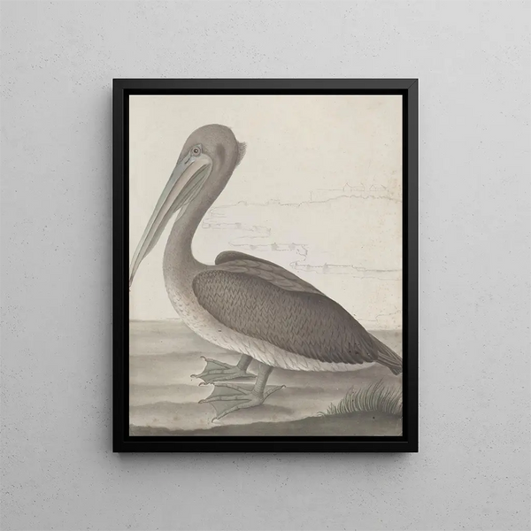 Natural History of Saint-Domingue Pl040 - René de Rabi — framed artwork on a wall