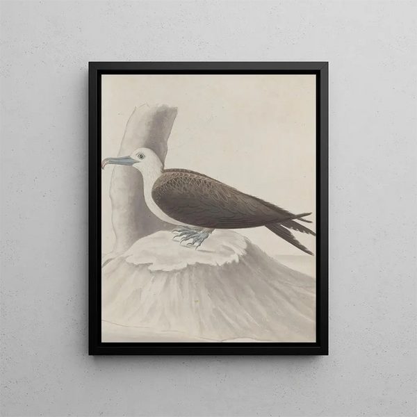 Natural History of Saint-Domingue Pl041 - René de Rabi — framed artwork on a wall