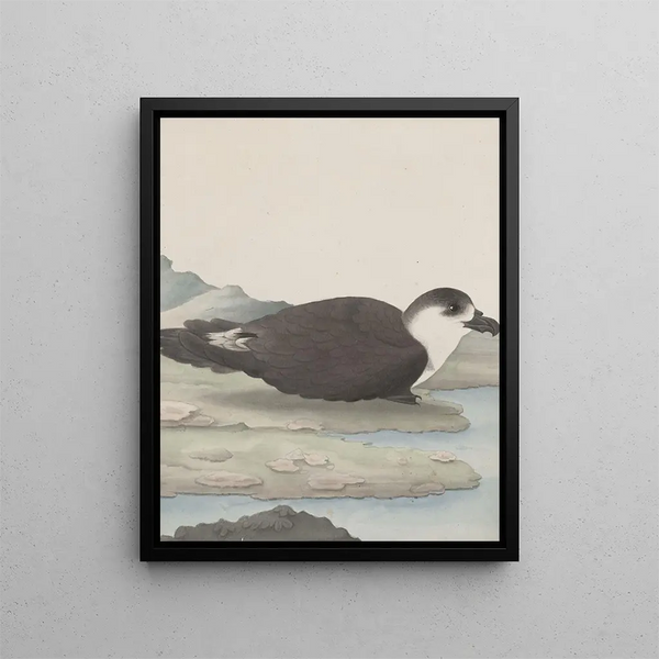 Natural History of Saint-Domingue Pl042 - René de Rabi — framed artwork on a wall