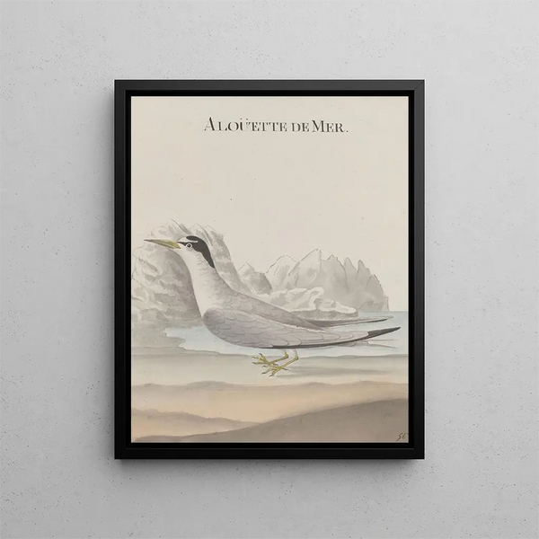 Natural History of Saint-Domingue Pl043 - René de Rabi — framed artwork on a wall