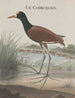 Natural History of Saint-Domingue Pl044 - René de Rabi — artwork view