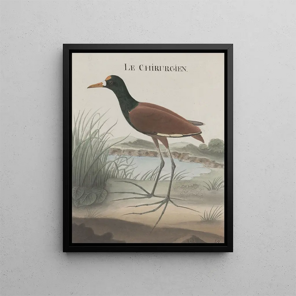 Natural History of Saint-Domingue Pl044 - René de Rabi — framed artwork on a wall
