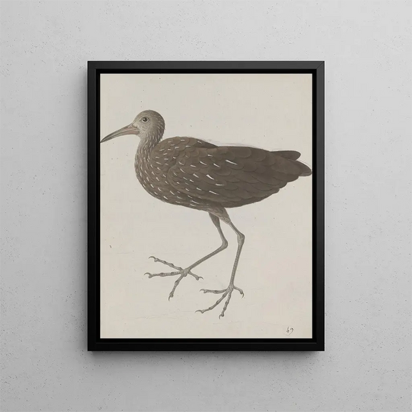 Natural History of Saint-Domingue Pl045 - René de Rabi — framed artwork on a wall