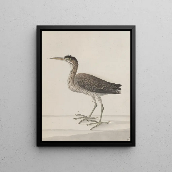 Histoire naturelle de Saint-Domingue Pl046 - René de Rabi — framed artwork on a wall