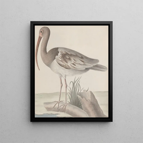 Natural History of Saint-Domingue Pl047 - René de Rabi — framed artwork on a wall