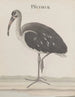 Natural History of Saint-Domingue Pl049 - René de Rabi — artwork view