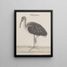 Natural History of Saint-Domingue Pl049 - René de Rabi — framed artwork on a wall