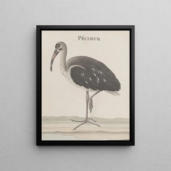 Natural History of Saint-Domingue Pl049 - René de Rabi — framed artwork on a wall