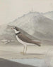 Natural History of Saint-Domingue Pl050 - René de Rabi — artwork view