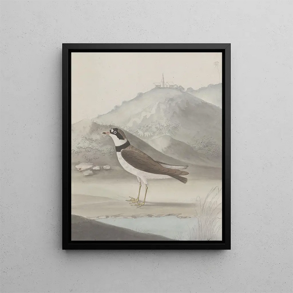 Natural History of Saint-Domingue Pl050 - René de Rabi — framed artwork on a wall