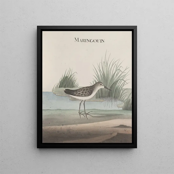 Natural History of Saint-Domingue Pl051 - René de Rabi — framed artwork on a wall