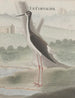 Natural History of Saint-Domingue Pl052 - René de Rabi — artwork view