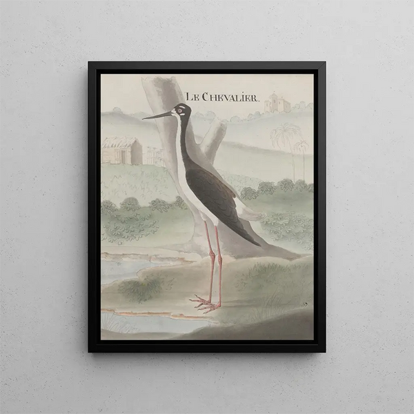 Natural History of Saint-Domingue Pl052 - René de Rabi — framed artwork on a wall