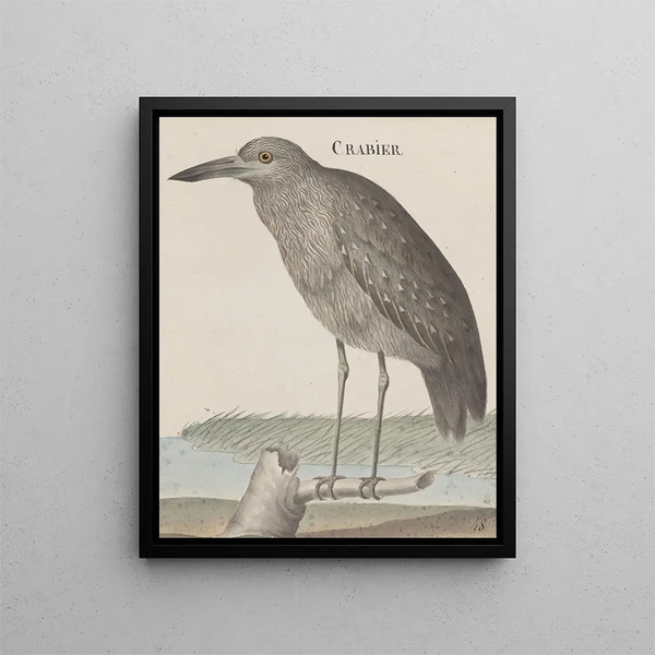 Natural History of Saint-Domingue Pl053 - René de Rabi — framed artwork on a wall