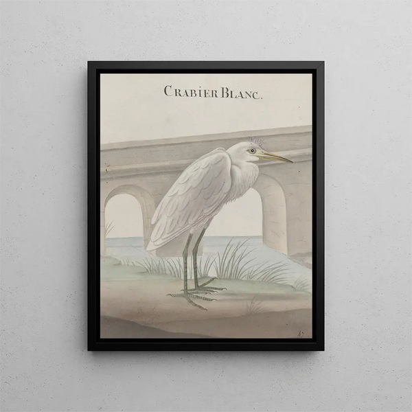 Natural History of Saint-Domingue Pl054 - René de Rabi — framed artwork on a wall