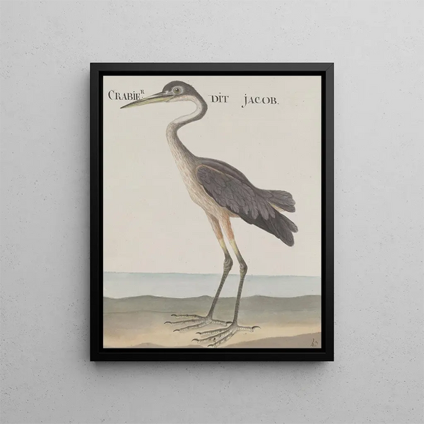 Natural History of Saint-Domingue Pl055 - René de Rabi — framed artwork on a wall