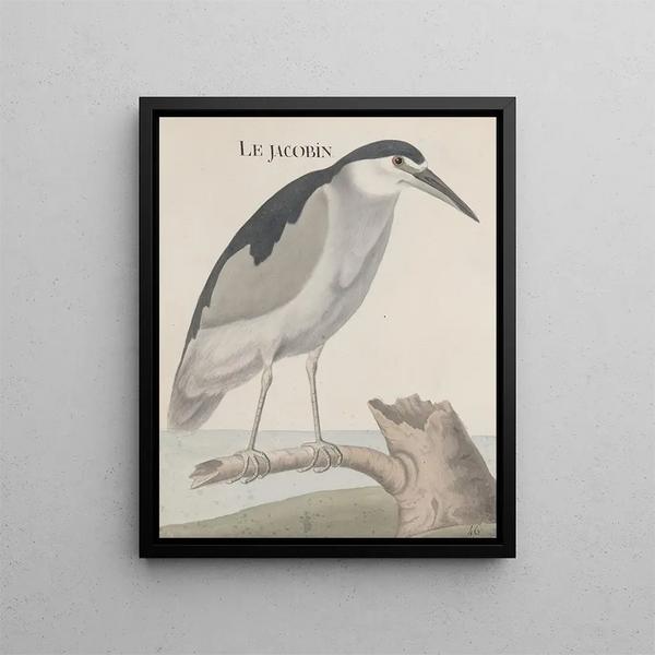 Natural History of Saint-Domingue Pl057 - René de Rabi — framed artwork on a wall