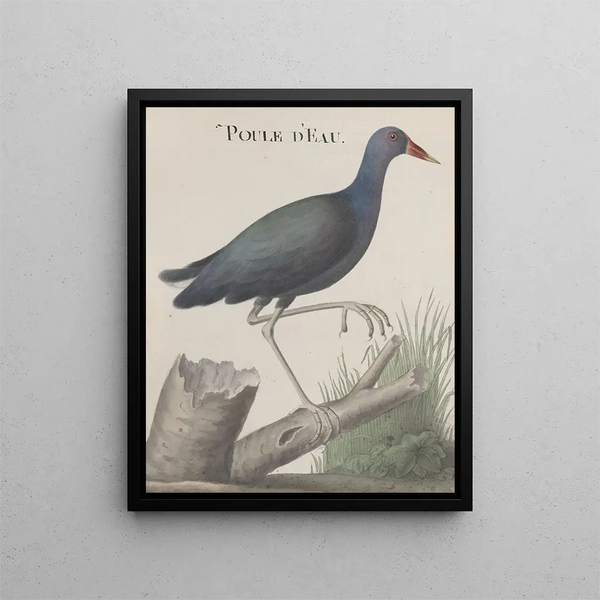 Natural History of Saint-Domingue Pl058 - René de Rabi — framed artwork on a wall