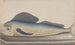 Natural History of Saint-Domingue Pl060 - René de Rabi — artwork view