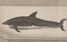 Natural History of Saint-Domingue Pl061 - René de Rabi — artwork view