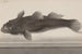 Natural History of Saint-Domingue Pl064 - René de Rabi — artwork view