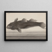 Natural History of Saint-Domingue Pl064 - René de Rabi — framed artwork on a wall
