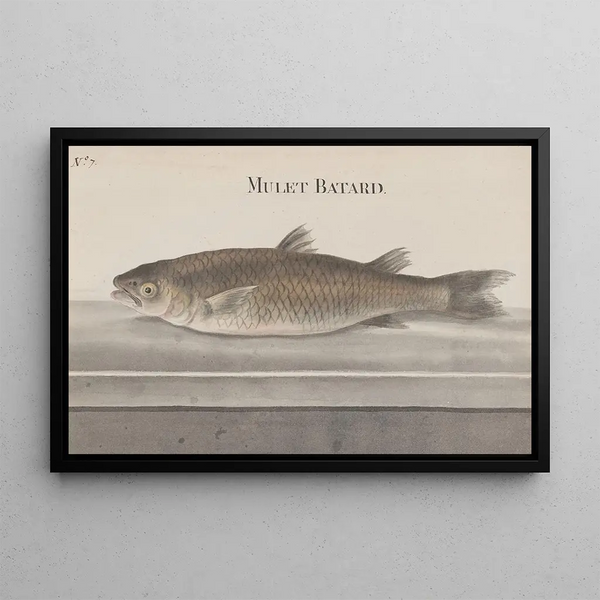 Natural History of Saint-Domingue Pl066 - René de Rabi — framed artwork on a wall