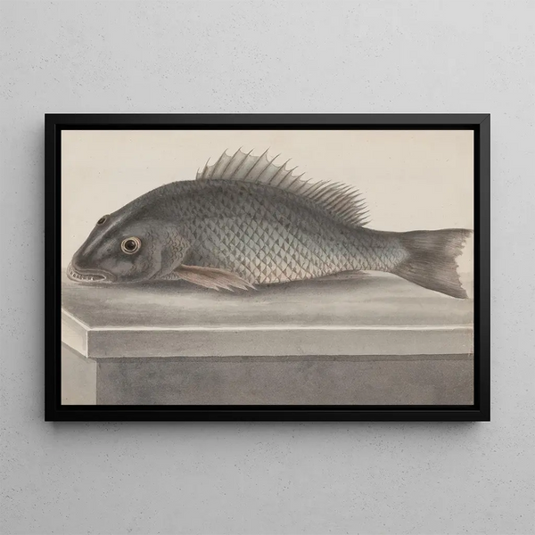Natural History of Saint-Domingue Pl067 - René de Rabi — framed artwork on a wall