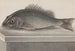 Natural History of Saint-Domingue Pl067 - René de Rabi — artwork view