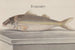 Natural History of Saint-Domingue Pl068 - René de Rabi — artwork view
