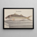 Natural History of Saint-Domingue Pl068 - René de Rabi — framed artwork on a wall
