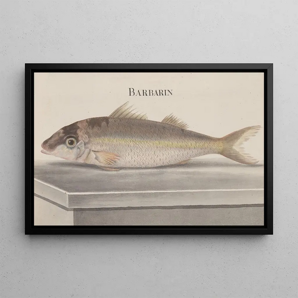 Natural History of Saint-Domingue Pl068 - René de Rabi — framed artwork on a wall