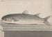 Natural History of Saint-Domingue Pl069 - René de Rabi — artwork view