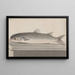 Natural History of Saint-Domingue Pl069 - René de Rabi — framed artwork on a wall
