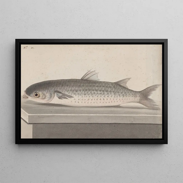 Natural History of Saint-Domingue Pl069 - René de Rabi — framed artwork on a wall