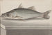 Natural History of Saint-Domingue Pl. 070 - René de Rabi — artwork view