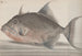 Natural History of Saint-Domingue Pl071 - René de Rabi — artwork view