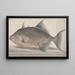 Natural History of Saint-Domingue Pl071 - René de Rabi — framed artwork on a wall