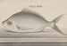 Natural History of Saint-Domingue Pl. 072 - René de Rabi — artwork view