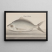 Natural History of Saint-Domingue Pl. 072 - René de Rabi — framed artwork on a wall